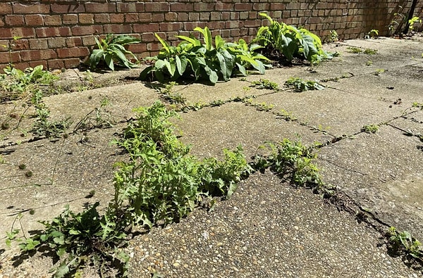 Particularly on warm and sunny days, the impact of this potent solution intensifies. The formula for it is quite straightforward: