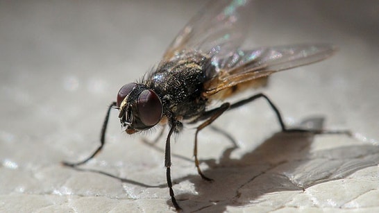 The Easiest Ways to Keep Flies Away in Summer Have Been Revealed!