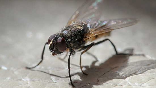 The Easiest Ways to Keep Flies Away in Summer Have Been Revealed!
