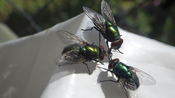 How can you prepare a natural mosquito repellent at home?
