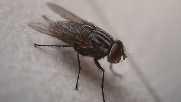 The scent of hot peppers can potentially ward off flies.
