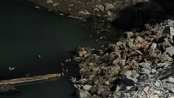 Bakırköy Sahil Parkı’nda yaşanan toplu balık ölümleri ekipleri harekete geçirdi.