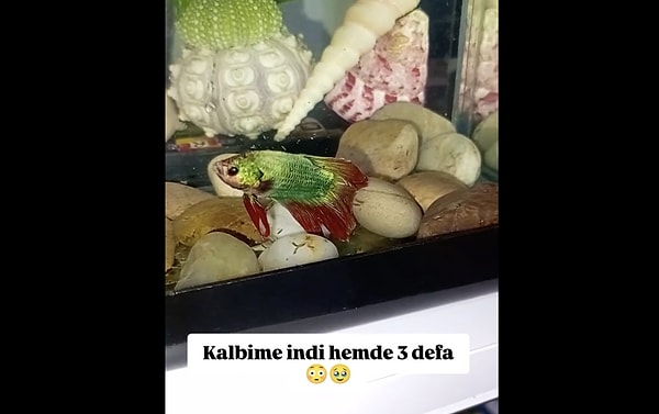 Akvaryum hobisiyle ilgilenen herkes en az bir kez balığını suyun üzerinde ya da dekorların arasında tamamen hareketsiz görüp panik yapmıştır.