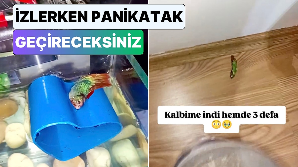 Uyuyan Balığın Öldüğünü Zanneden Genç Kurtarmak İsterken Hayvanı Doğduğuna Pişman Etti