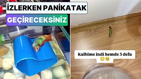 Uyuyan Balığın Öldüğünü Zanneden Genç Kurtarmak İsterken Hayvanı Doğduğuna Pişman Etti