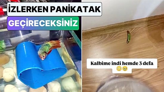 Uyuyan Balığın Öldüğünü Zanneden Genç Kurtarmak İsterken Hayvanı Doğduğuna Pişman Etti