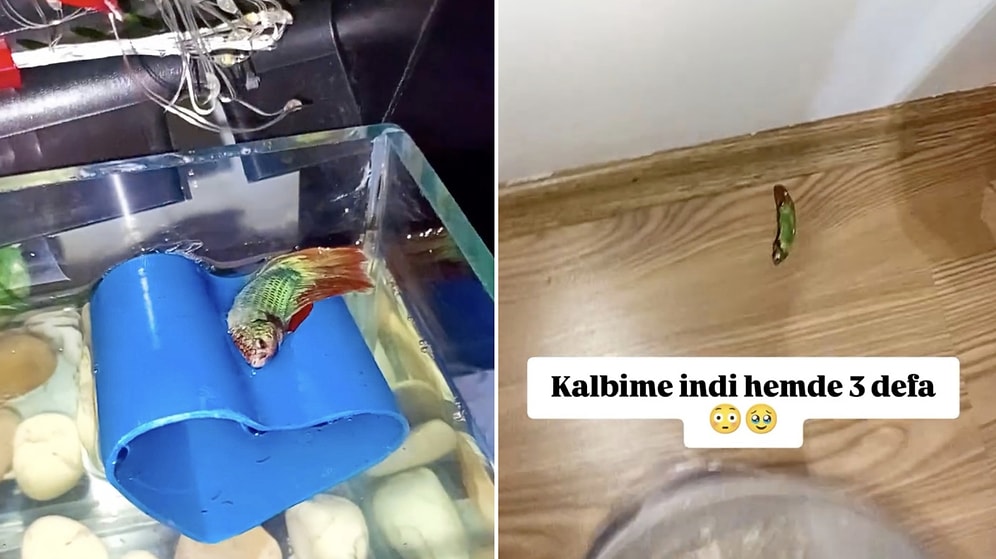 Thinking His Sleeping Fish Was Dead, Young Man Makes It Regret Being Born While Saving It