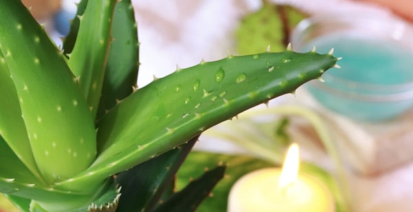 2. Aloe vera