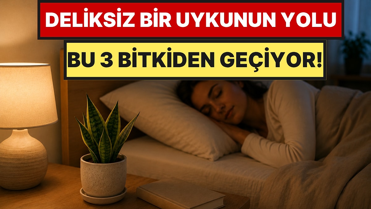 Yatak Odasına Koyan Rahat Uyuyor: Kirli Havayı %90 Emen ve Uykuyu Düzenleyen 3 Bitki