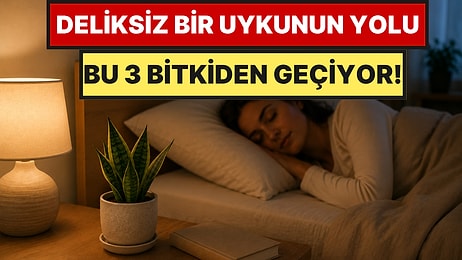 Yatak Odasına Koyan Rahat Uyuyor: Kirli Havayı %90 Emen ve Uykuyu Düzenleyen 3 Bitki