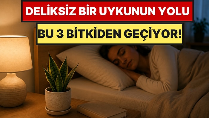 Yatak Odasına Koyan Rahat Uyuyor: Kirli Havayı %90 Emen ve Uykuyu Düzenleyen 3 Bitki