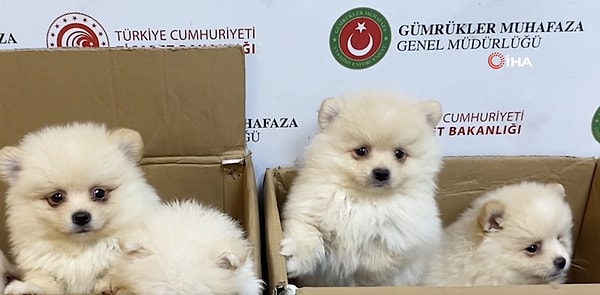 Bir anlık heves için hayvanlara eziyet çektiriliyor.