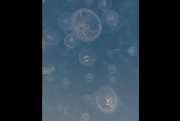 What Causes a Jellyfish Invasion and Is It Dangerous?