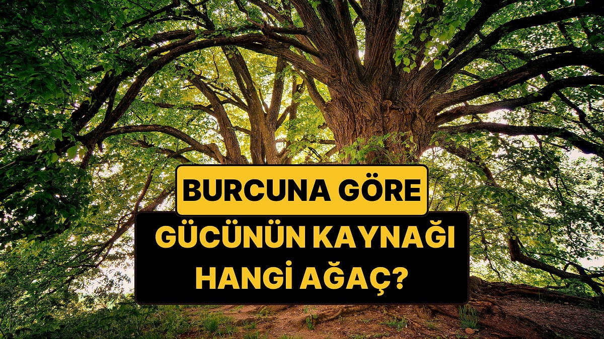 Astrologlar Açıkladı: Burcunuza Göre Güç Aldığınız Ağacı Keşfedin!