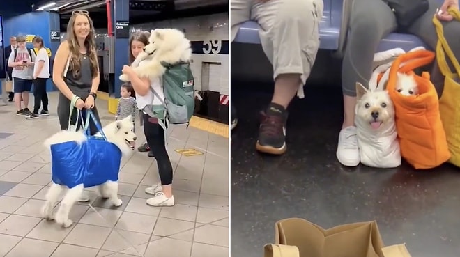 Fitting In: NY Subway's Pet Bag Rule Turns Into a Hilariously Creative Challenge