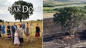 Tragedy for Fans: Iconic Tree From Legendary TV Series Damaged in Stubble Fire
