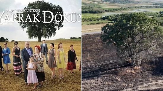 Tragedy for Fans: Iconic Tree From Legendary TV Series Damaged in Stubble Fire