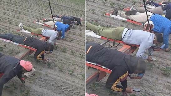 Ultimate Multitasking: Strawberry Field Workers Praised for Cleaning Weeds While on Phones
