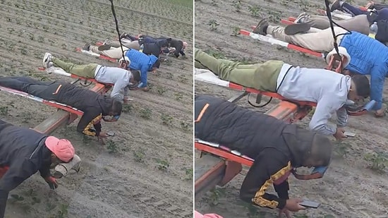 Ultimate Multitasking: Strawberry Field Workers Praised for Cleaning Weeds While on Phones
