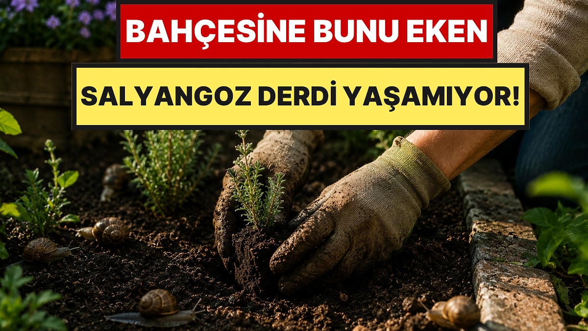 Bahçesine Eken Kurtuluyor: Sümüklü Böcek ve Salyangozları Kaçıran 4 Bitki
