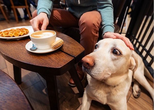 5. Köpek dostu mekanlarda sosyalleşin!