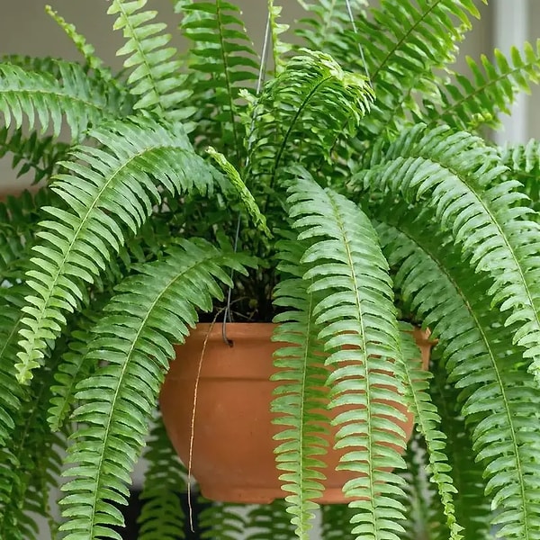 2. Sword Fern