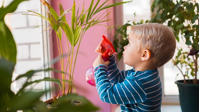 Not Toxic: The 5 Safest Houseplants for Homes With Kids and Pets