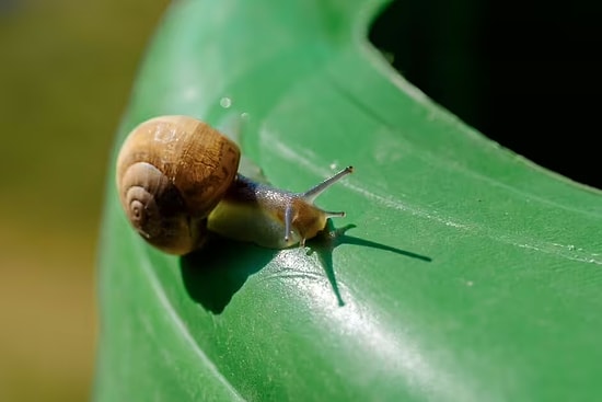 These to Save Your Garden: 4 Best Plants That Repel Slugs and Snails