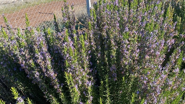 3. Rosemary