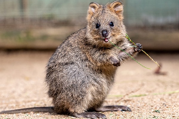 Quokka neden hep gülümsüyor gibi görünüyor?