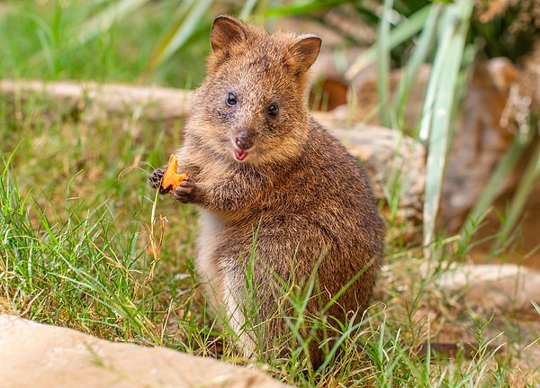 Quokka’nın dünya çapında tanınmasında “quokka selfie” akımının büyük etkisi oldu