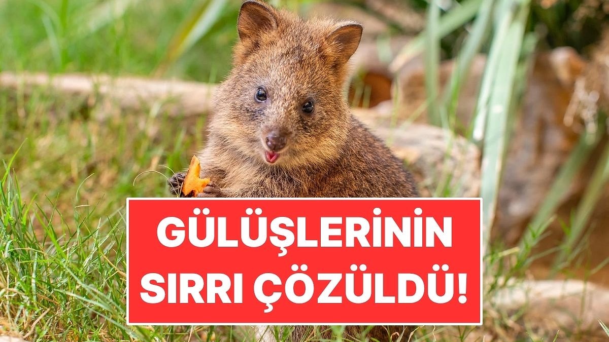 Dünyanın En Mutlu Hayvanı Deniyordu: O Gülüşün Sırrı Çözüldü!