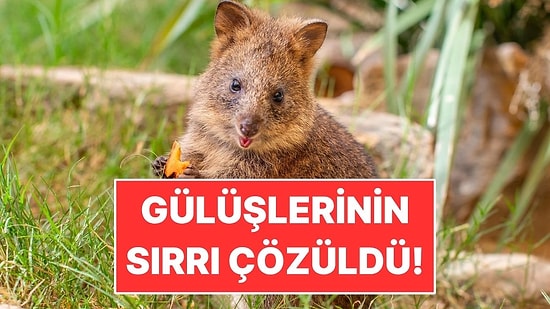 Dünyanın En Mutlu Hayvanı Deniyordu: O Gülüşün Sırrı Çözüldü!