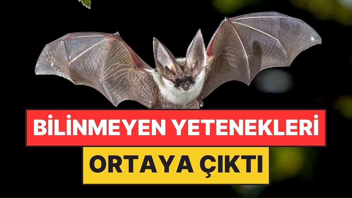 Karanlıkta Uçuyor Diye Kör Sandılar: Gerçek Başka Çıktı
