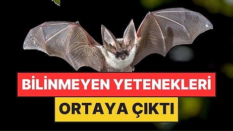 Karanlıkta Uçuyor Diye Kör Sandılar: Gerçek Başka Çıktı