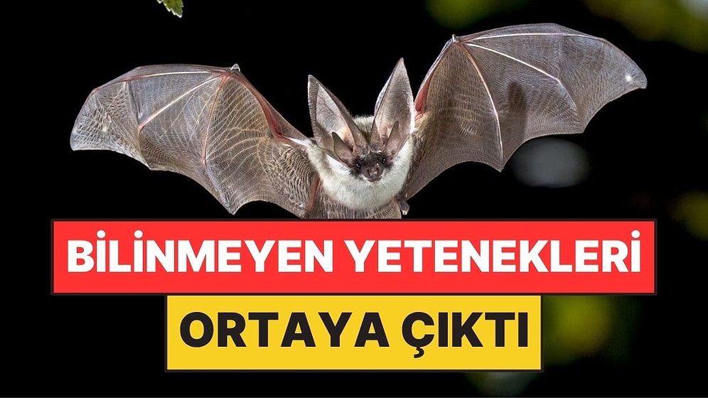 Karanlıkta Uçuyor Diye Kör Sandılar: Gerçek Başka Çıktı