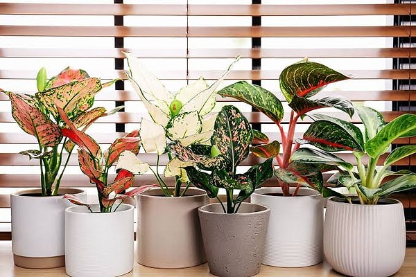 5. Chinese Evergreen (Aglaonema): The Miracle of Feng Shui, Bringer of Good Fortune