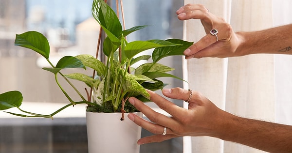 Designing a home filled with lush and vibrant plants is a dream we all share.
