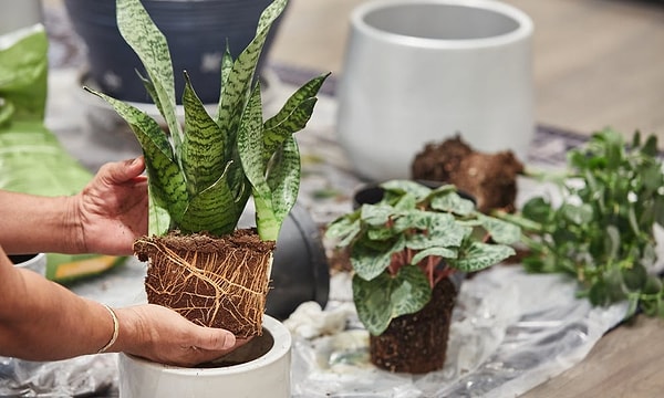 2. Snake Plant (Mother-in-Law's Tongue):