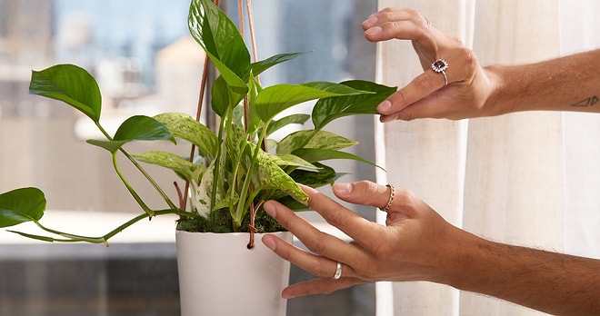 Bringing Luck and Abundance: 5 Houseplants That Grow Without Sunlight