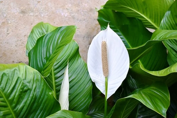 4. Peace Lily (also known as Spathiphyllum):