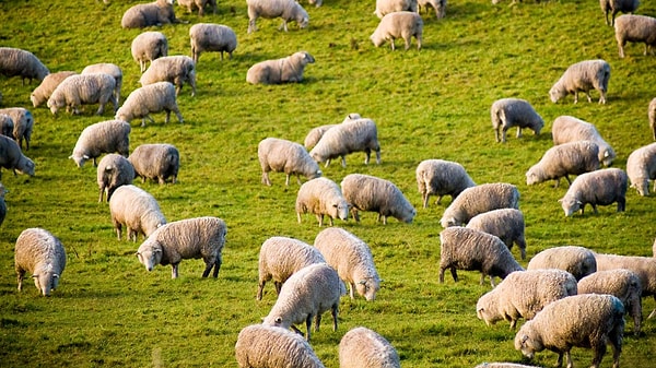 Doğal Olarak Çözünen Yün Atıkları Toprağa Besin Maddesi Sağlıyor