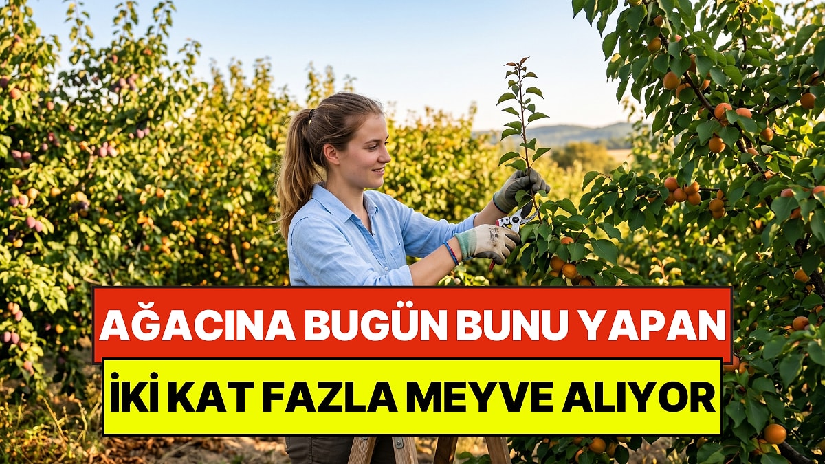 Bahçe Uzmanları Öneriyor: Ağacına Bugün Bunu Yapan Yarın İki Kat Fazla Meyve Alıyor