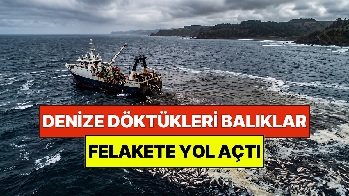 Denize dökülen 4 bin 700 ton somon felakete yol açtı