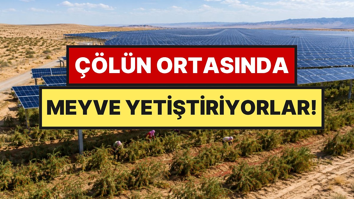 Güneş Panellerini Şemsiyeye Çevirdiler: Çölde Meyve Yetiştiriyorlar