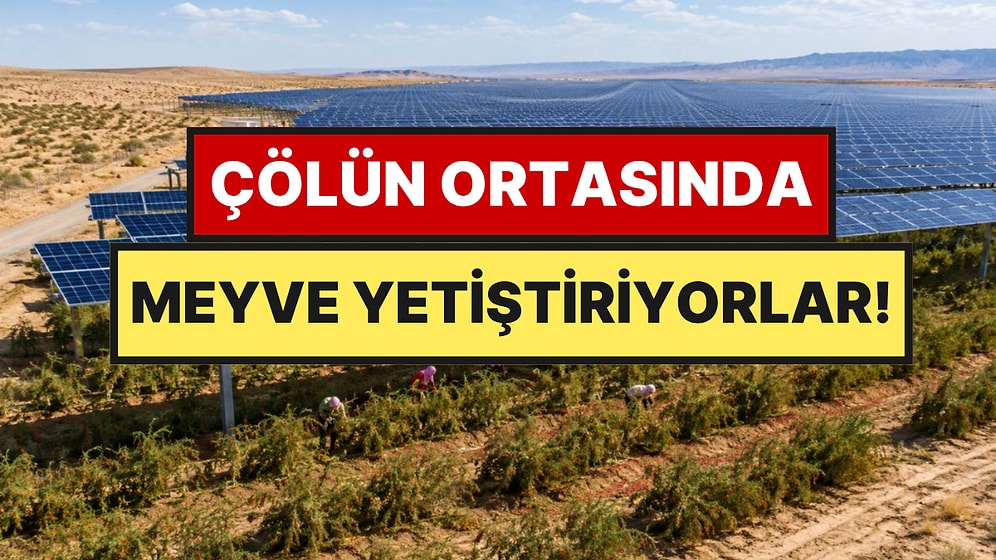 Güneş Panellerini Şemsiyeye Çevirdiler: Çölde Meyve Yetiştiriyorlar
