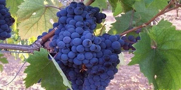 9. Kalecik Karası Grape