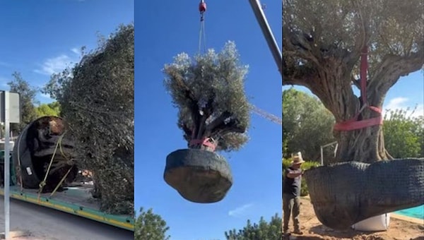 Tarihi Ağaçlar ve Sürdürülebilir Sistemler Modern Peyzaj Projelerinde Öne Çıkıyor