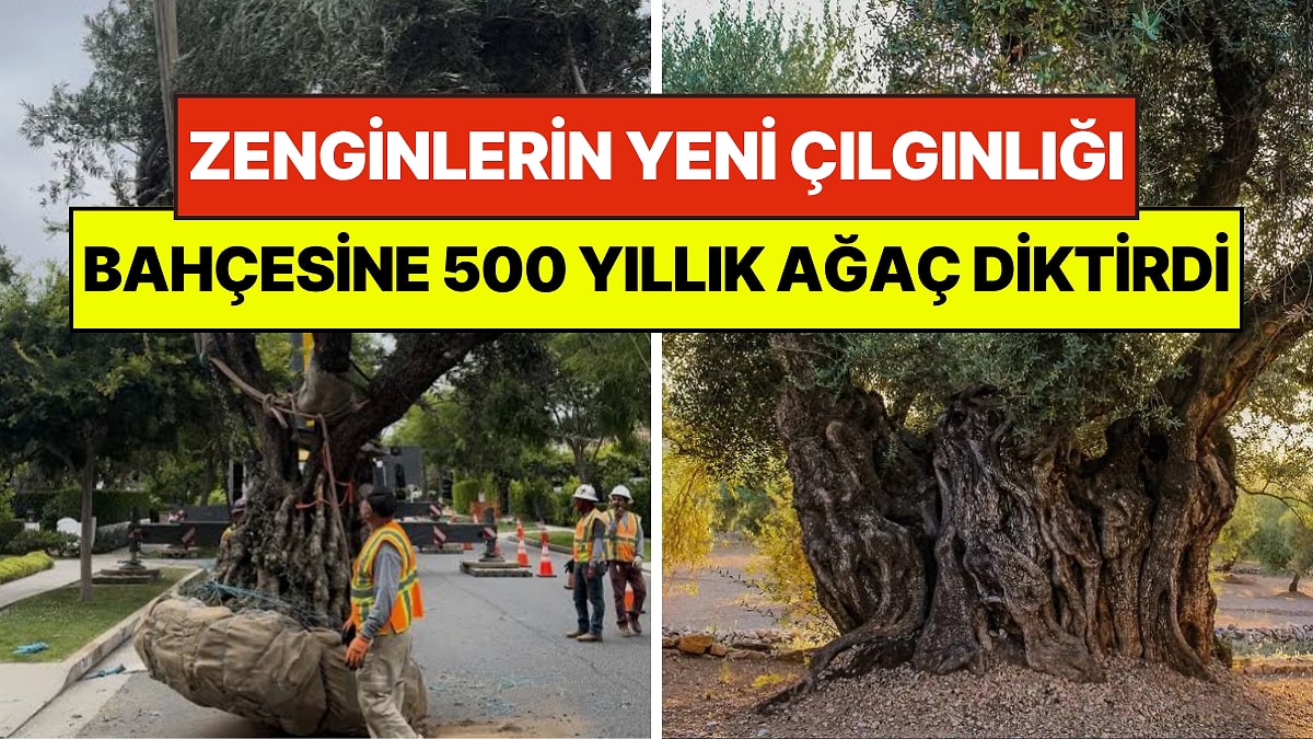 Zenginlerin Yeni Çılgınlığı: Evinin Bahçesine 500 Yıllık Ağaç Diktirdi