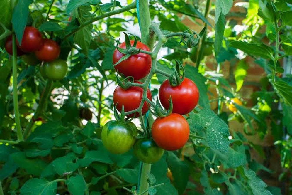 Experts Recommend a Simple Monthly Method for Juicier Tomato Plants